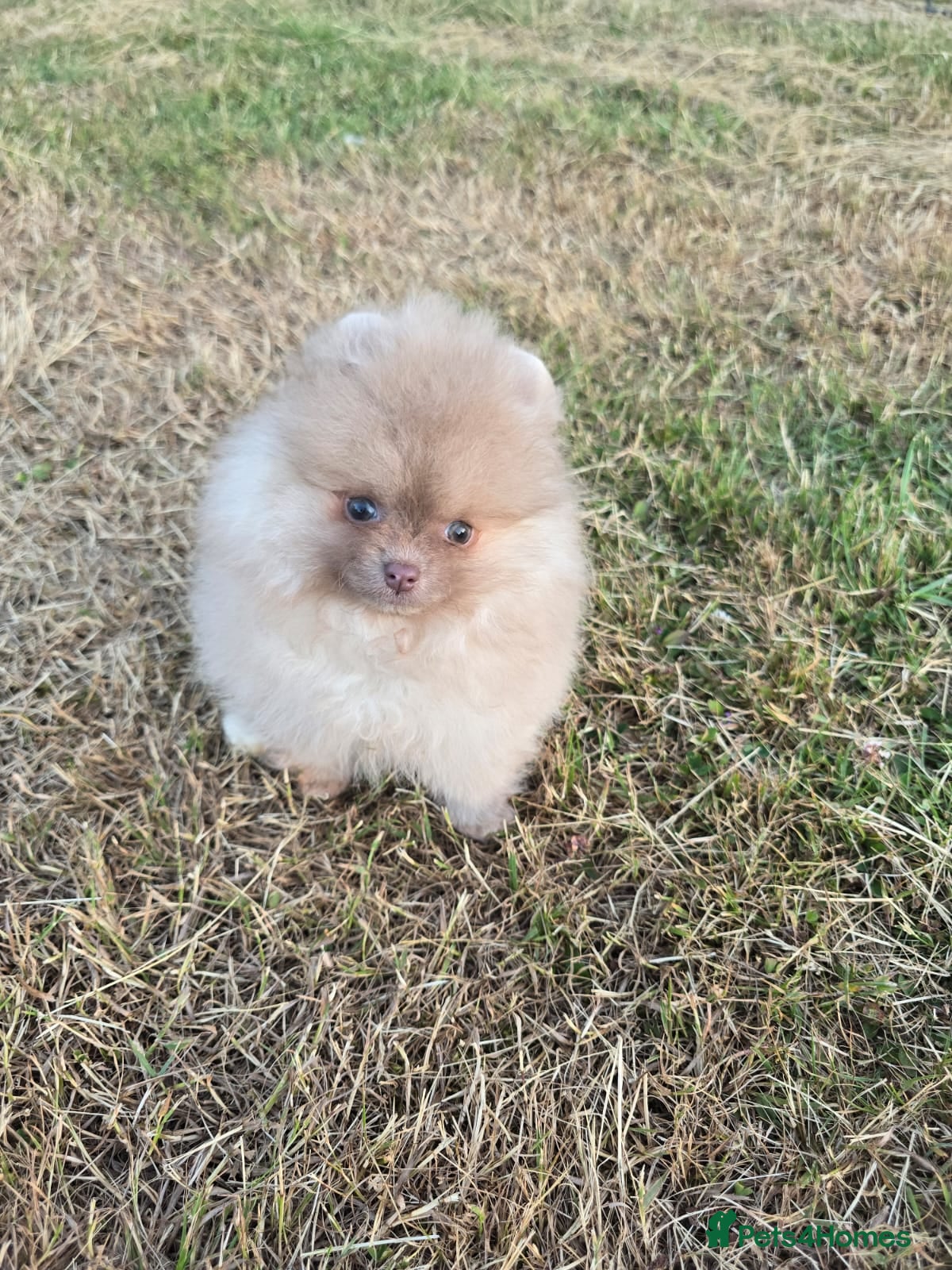 Pomeranian dogs Very small pomeranian 2girls left beaver lilac&tan - Advert 14