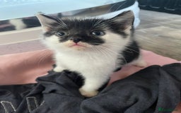 Mixed Breed cats for sale: 4 beautiful boy kittens  - Image 12