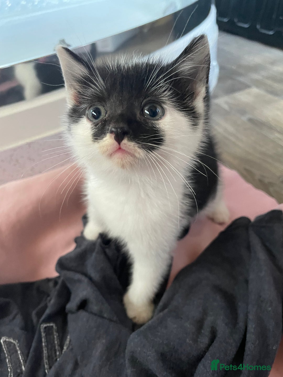Mixed Breed cats for sale: 4 beautiful boy kittens  - Image 12