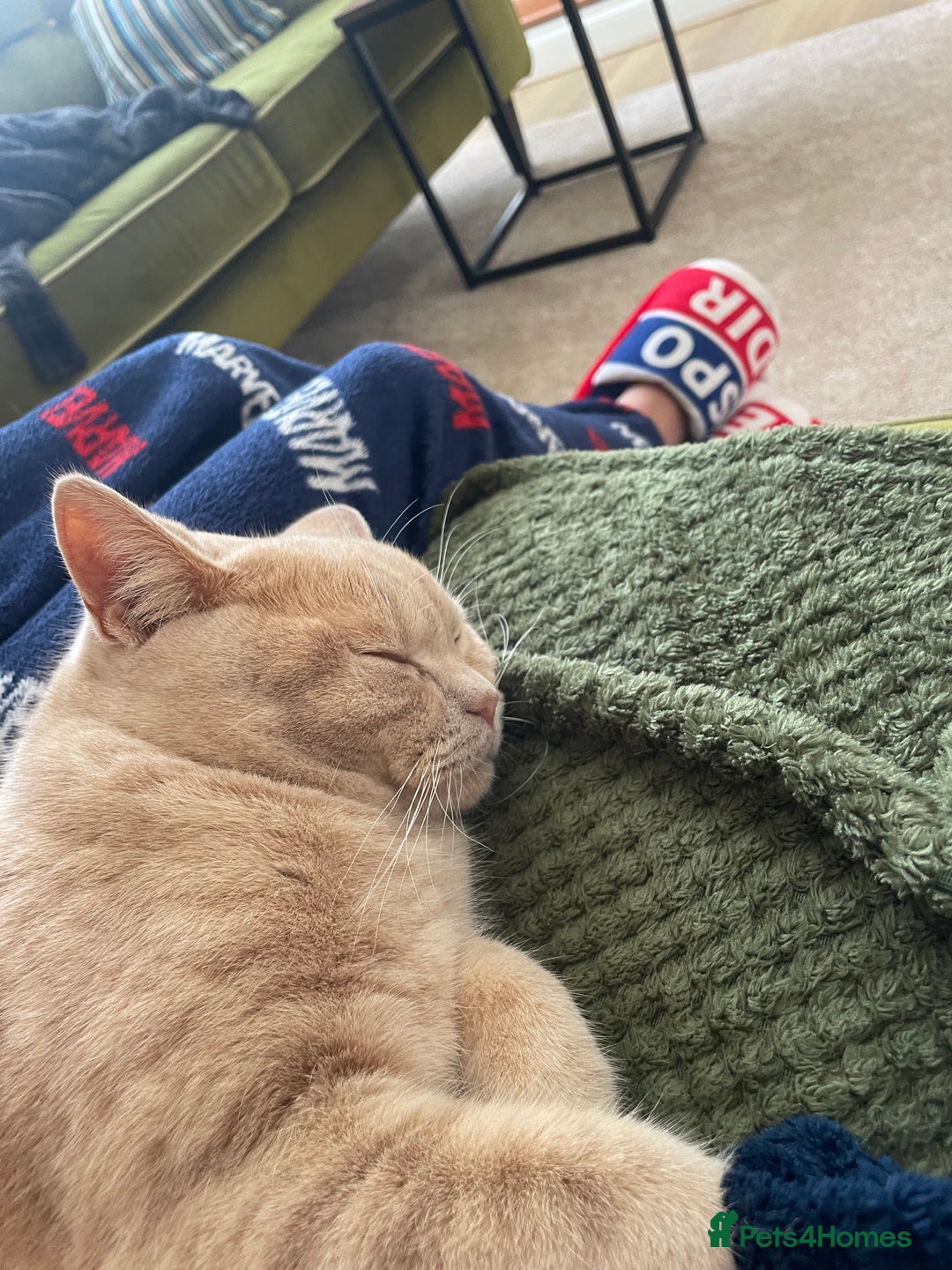 British Shorthair cats for sale: British shorthair cat - Advert 4