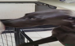 Weimaraner dogs for sale: Bessie - Image 1