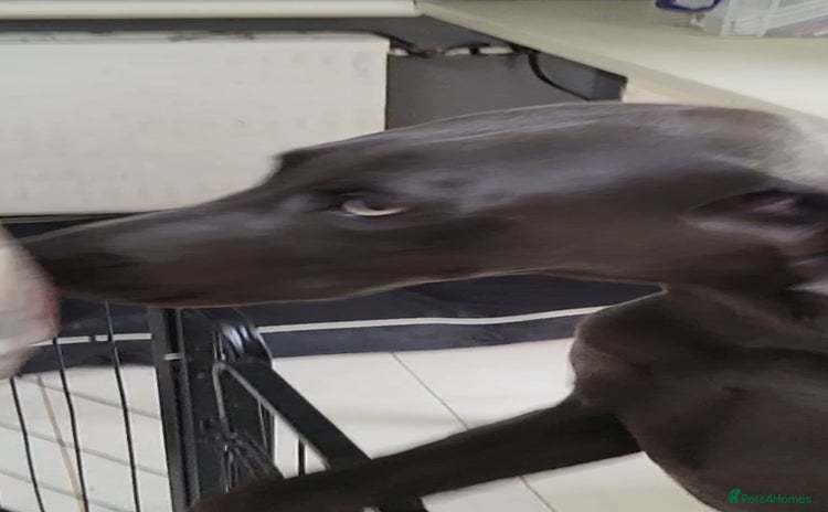 Weimaraner dogs - Advert 1