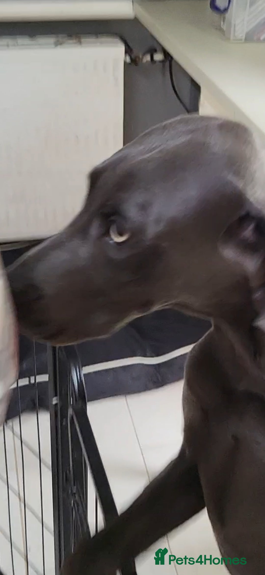 Weimaraner dogs for sale: Bessie - Image 1