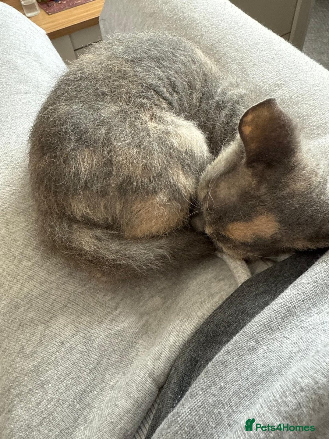 Devon Rex cats for sale: Devon Rex  - Image 6