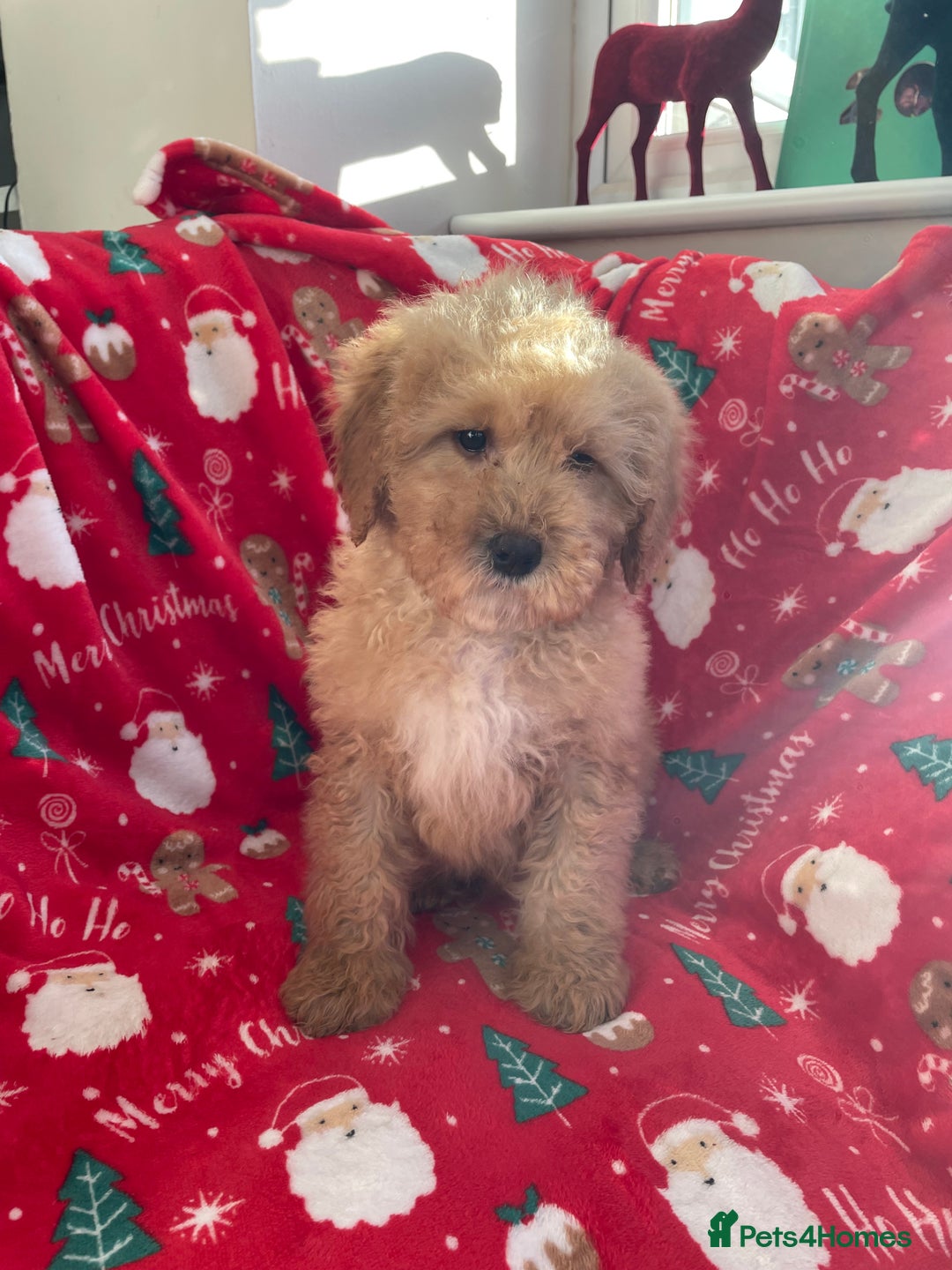 Mixed Breed dogs for sale: 🌟🌟Stunning Australian Cavapoo Puppies 🩷💙 m - Advert 16