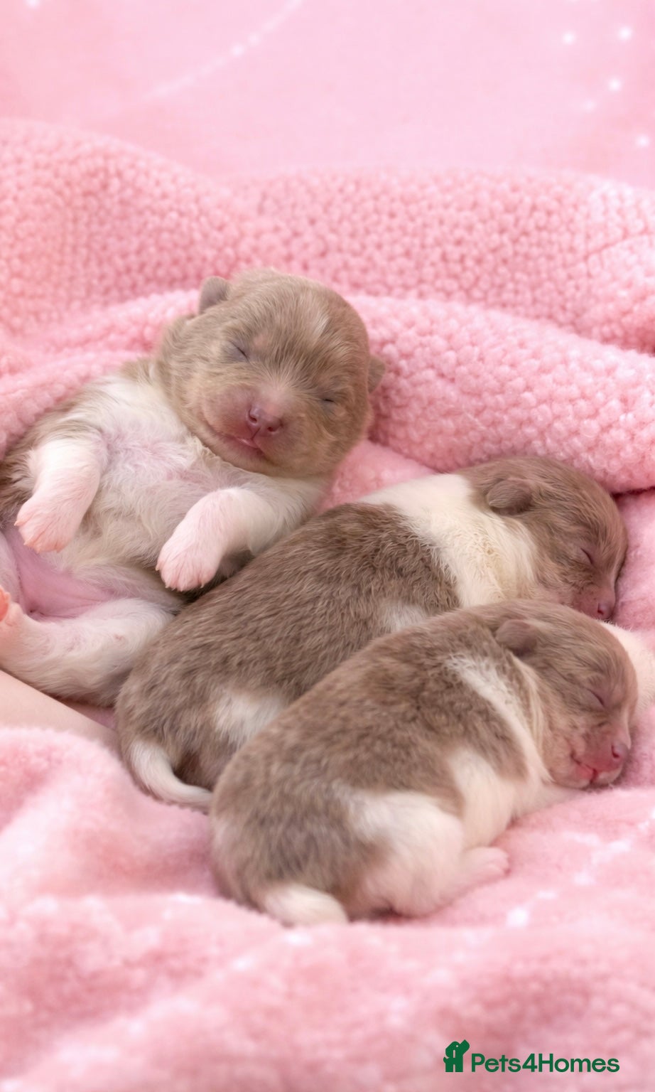 Pomeranian dogs 🐻 TEDDY BEAR POMERANIANS 🐻  - Advert 2