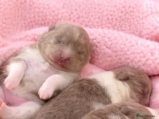 Pomeranian dogs 🐻 TEDDY BEAR POMERANIANS 🐻 - Advert 2