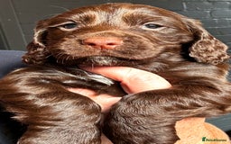 Cocker Spaniel dogs for sale:   KC Registered cocker spaniel 🐾🐾🐾🐾🐾🐾🐾🐾 - Image 1