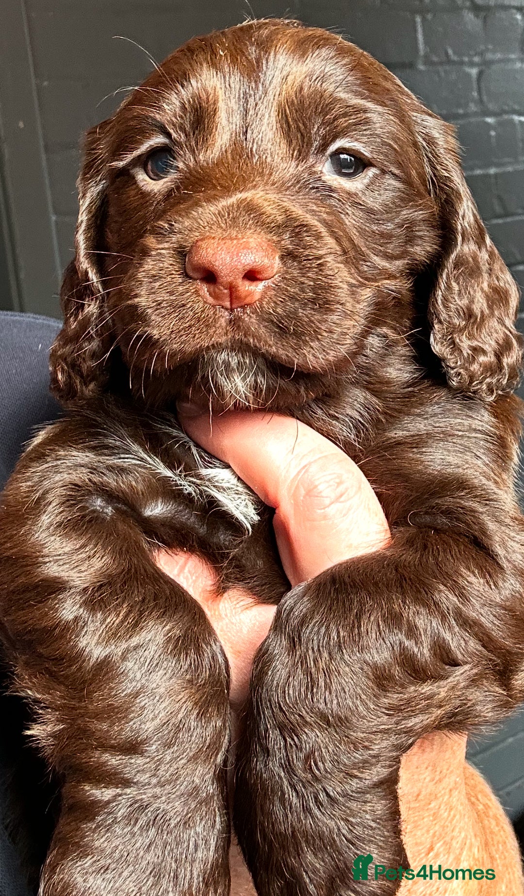 Cocker Spaniel dogs for sale:   KC Registered cocker spaniel 🐾🐾🐾🐾🐾🐾🐾🐾 - Image 1