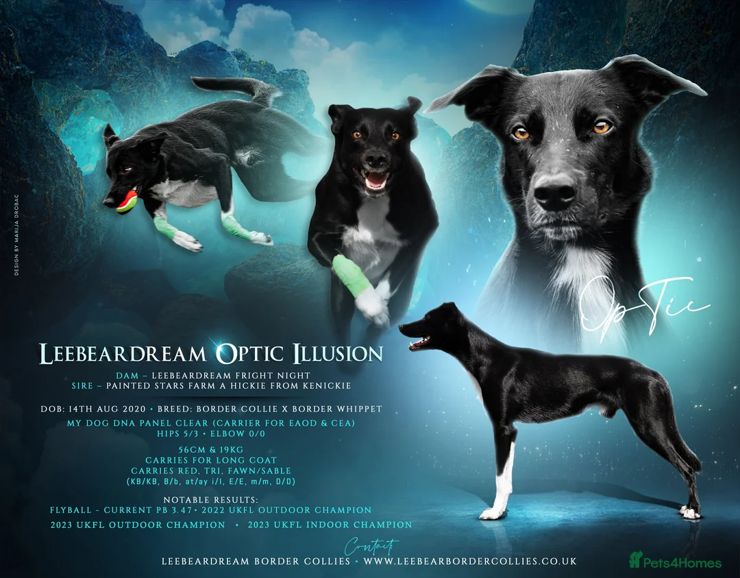 Lurcher dogs for stud: Lurcher - Collie/Whippet Crufts Flyball Champion in Stoke-on-Trent - Advert 9