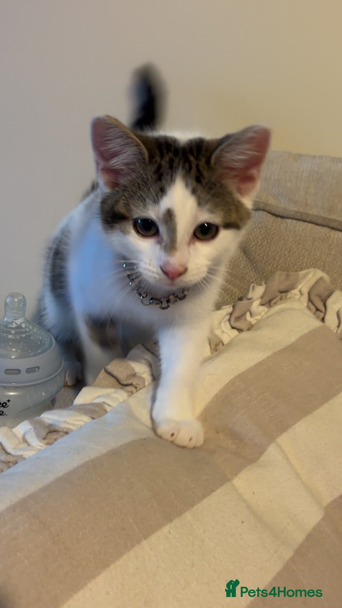 Mixed Breed cats Beautiful female kitten  - Advert 16