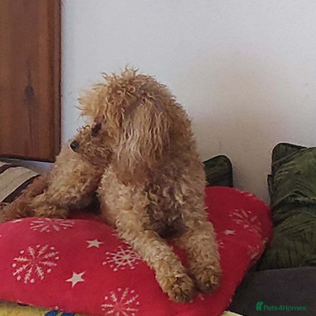 Toy Poodle dogs for sale: outstanding Toy poodle - Advert 2