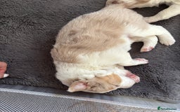 Border Collie dogs for sale: Only one girl left. - Image 11