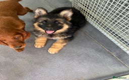 German Shepherd dogs for sale: OLD FASHION GSD PUPPIES DUE 8TH OCTOBER  - Image 20