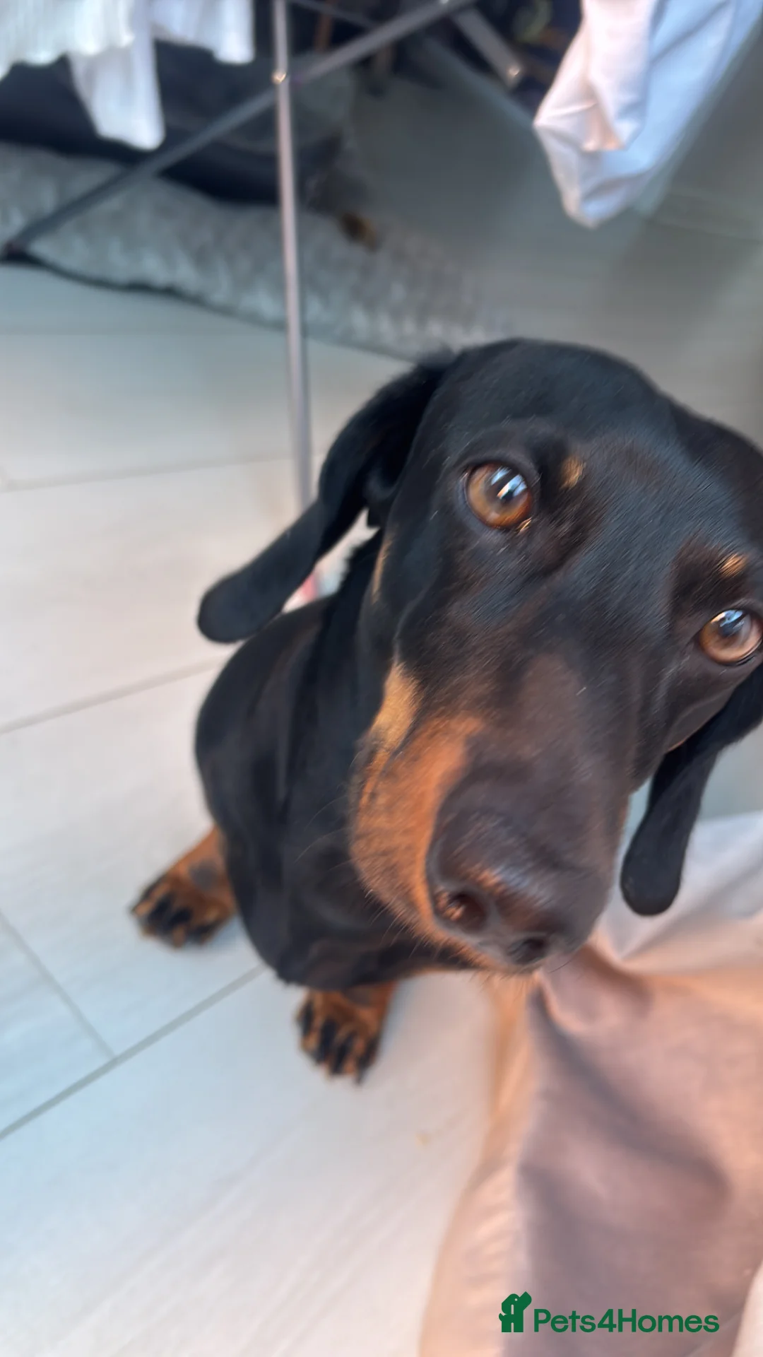 Dachshund dogs for stud: Prince Ben is our beautiful silky boy in Sutton-in-Ashfield - Advert 2