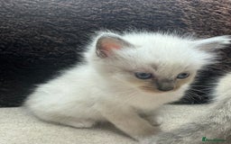Ragdoll cats for sale: ⭐️BEAUTIFUL PUREBREED BLUEPOINT RAGDOLL KITTENS ⭐️ - Image 33