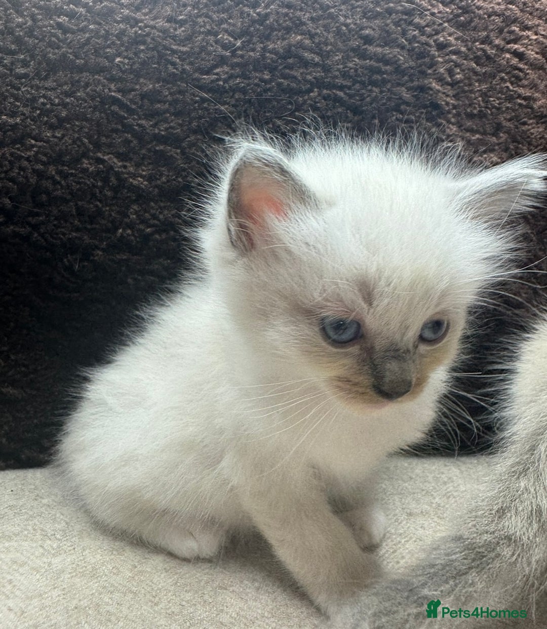 Ragdoll cats for sale: ⭐️BEAUTIFUL PUREBREED BLUEPOINT RAGDOLL KITTENS ⭐️ - Image 33