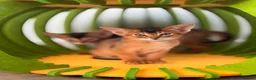 Abyssinian cats for sale: 🎖🏆🏅last 2 Abyssinian kittens  - Advert 15