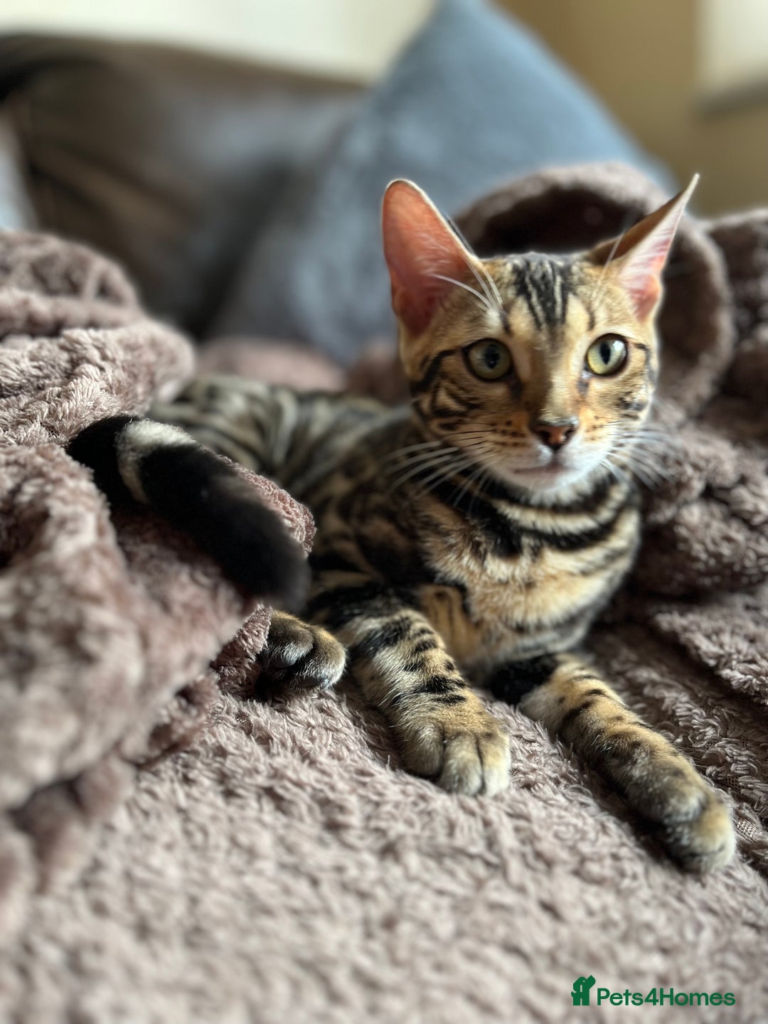 Bengal cats for sale: TICA registered female glitter coat 1year Bengal  - Image 4