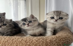 Scottish Fold cats for sale: Adorable Scottish Fold Kittens  - Image 6