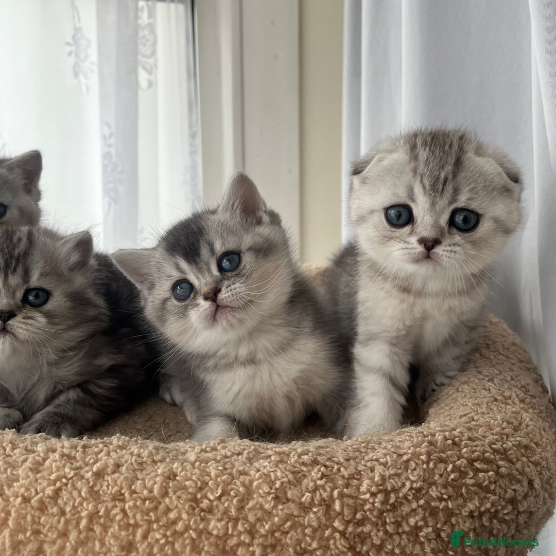 Scottish Fold cats for sale: Adorable Scottish Fold Kittens  - Image 6