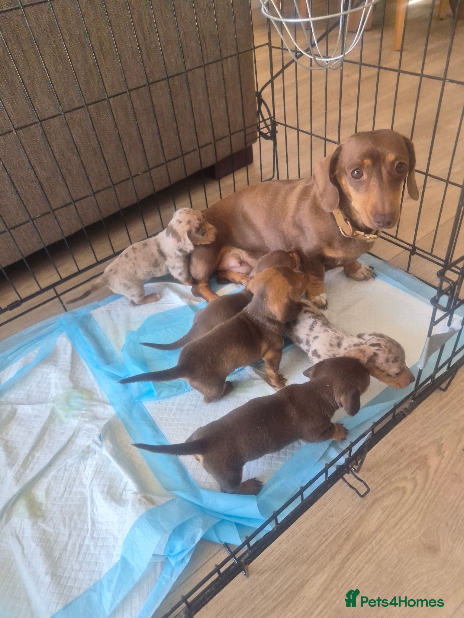 Miniature Dachshund dogs Miniature Smooth Dachshund Puppies - Advert 1