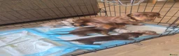 Miniature Dachshund dogs for sale: Miniature Smooth Dachshund Puppies - Advert 1