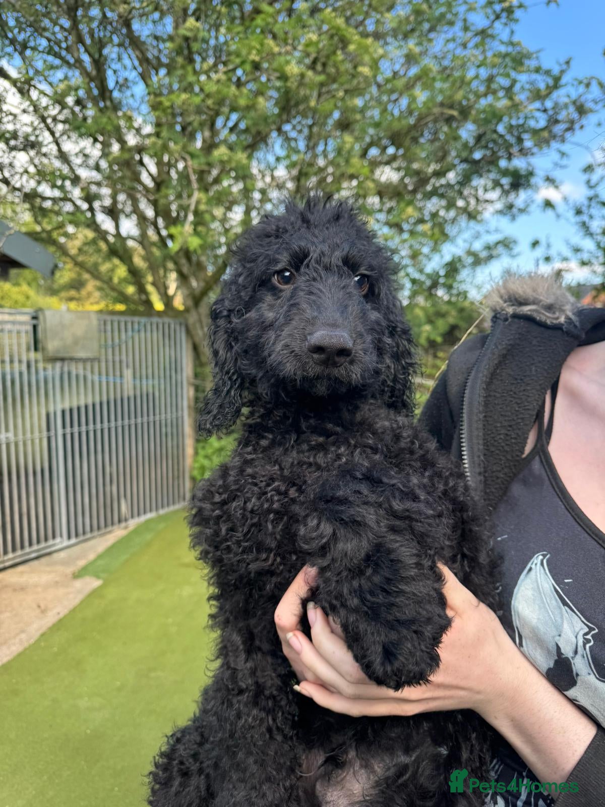 Australian Labradoodle dogs *reduced**  health checked Australian labradoodles - Advert 1