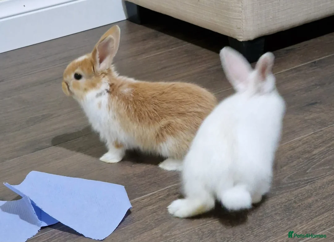Mini Lop rabbits for sale: Adorable Rabbit Kits Looking for a Loving Home 🐰 - Advert 9