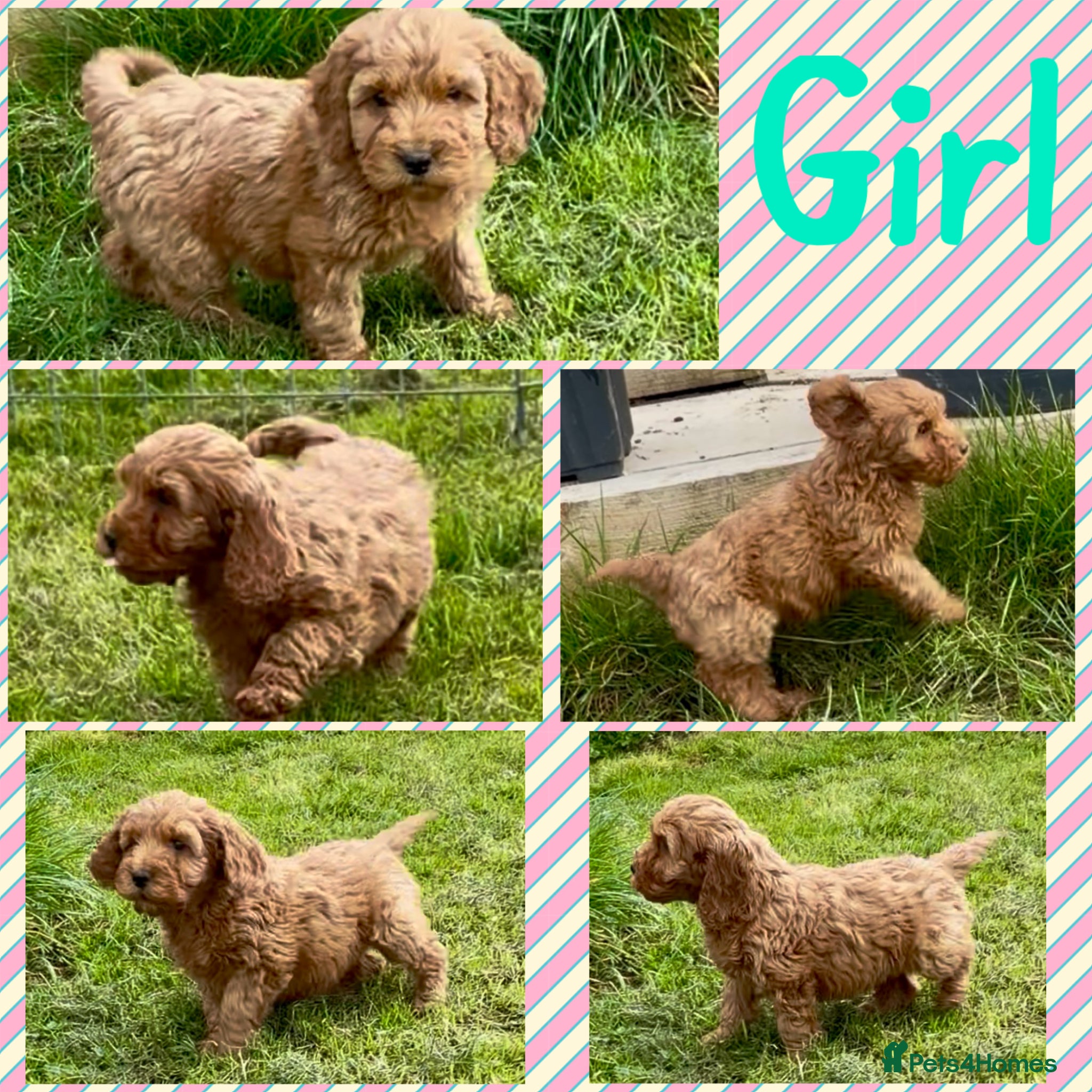 Cockapoo dogs Adorable F1 Cockapoo puppies - Advert 2