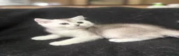 Scottish Fold cats for sale: ❤️SCOTTISH FOLD/STRAIGHTS SILVER CHINCHILLA ❤️ - Advert 3