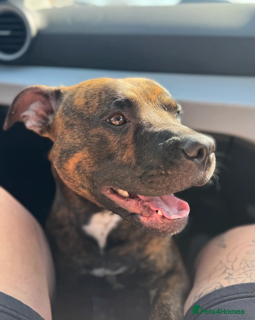 Staffordshire Bull Terrier dogs for stud: Male Staffordshire Bull Terrier For Stud in Saint Helens - Advert 2