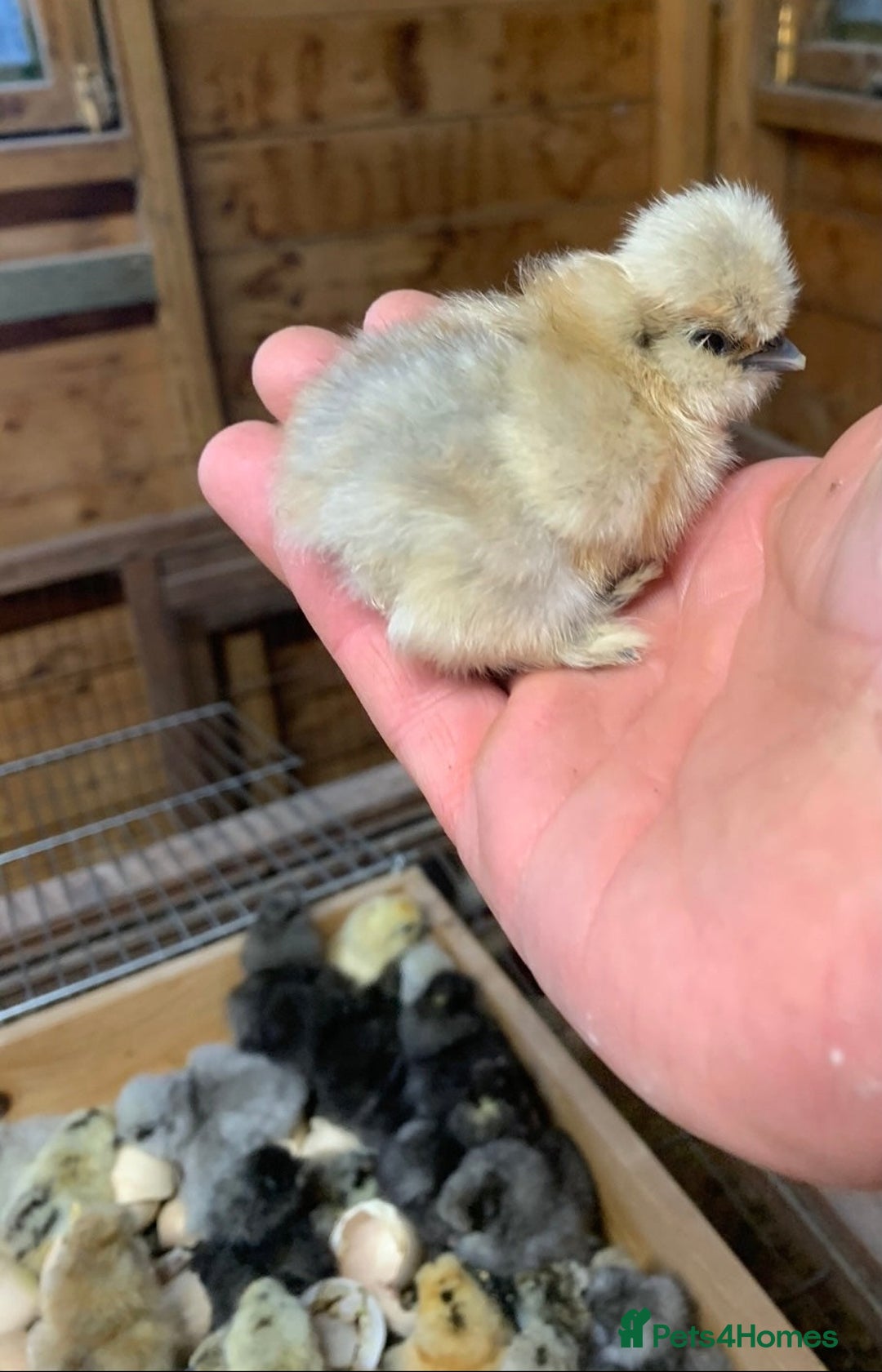 Chickens poultry for sale: Mixed silkie chicks due soon - Advert 2