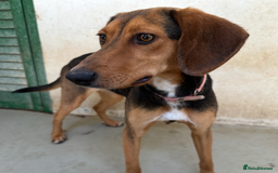 Mixed Breed dogs for adoption: Jilly (Greek Harehound mix) - Image 5