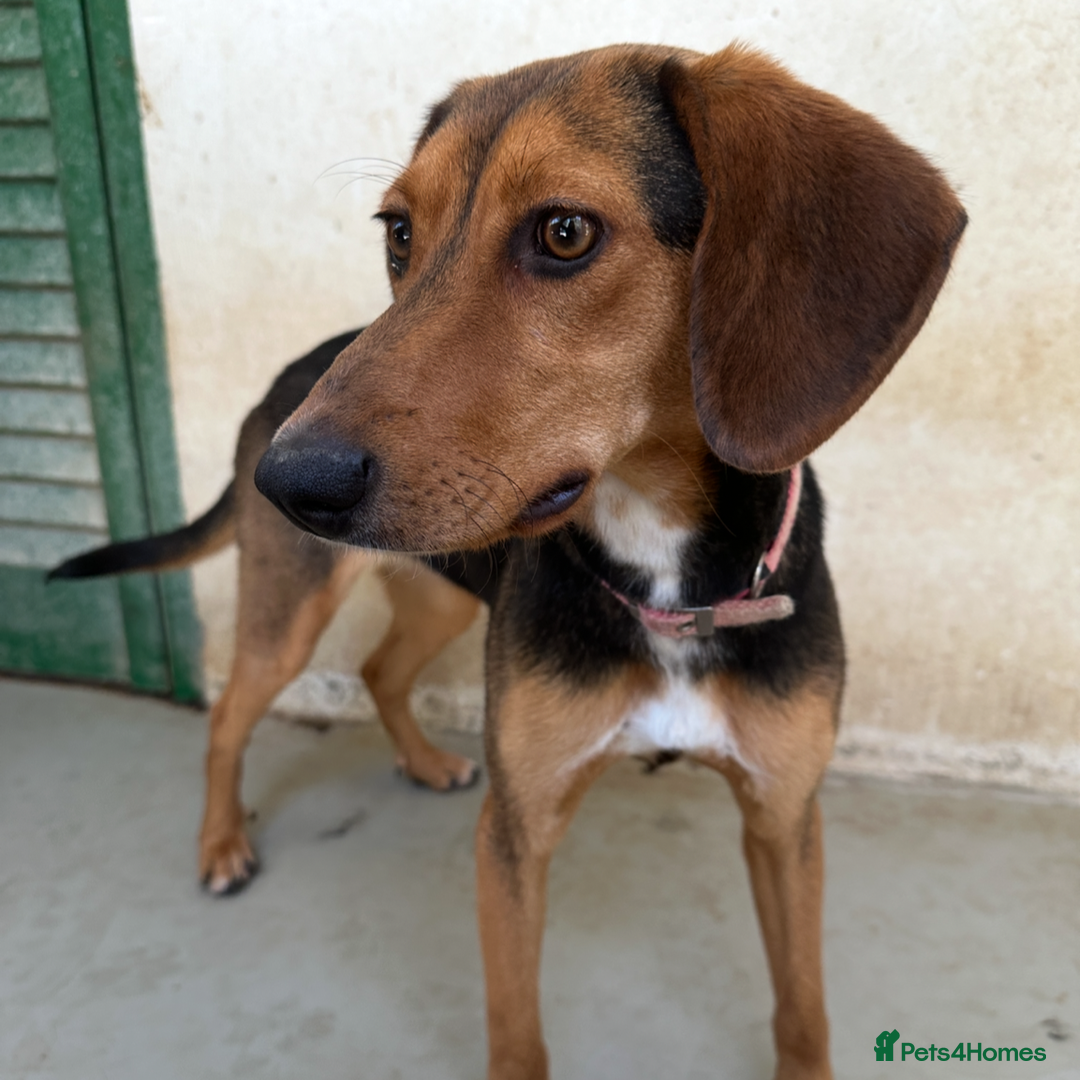 Mixed Breed dogs for adoption: Jilly (Greek Harehound mix) - Image 5