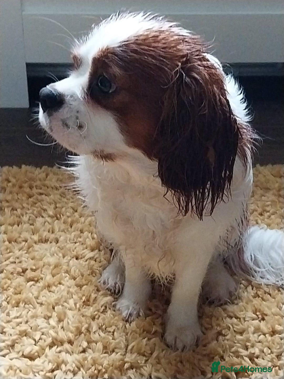 Cavalier King Charles Spaniel dogs for stud: Kc health tested cavalier King Charles stud  in Lincoln - Advert 4