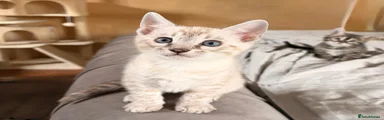 Bengal Kitten 1