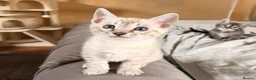 Bengal cats for sale: Tempest Bengal TICA registered kittens  - Advert 21