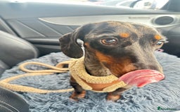 Miniature Dachshund dogs for sale: 2 miniature daschunds - Image 2