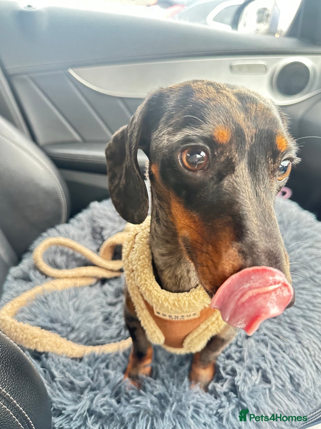 Miniature Dachshund dogs for sale: 2 miniature daschunds - Image 2