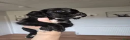 Cocker Spaniel dogs for sale: Reduced! Working cockers ready now!! - Advert 8