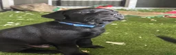 Labrador Retriever dogs for sale: Carefully Planned Labrador Litter in Henley-on-Thames - Advert 3
