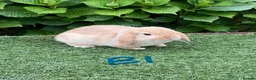 Mini Lop rabbits for sale: Pure bred mini lop baby Rabbits. - Advert 10