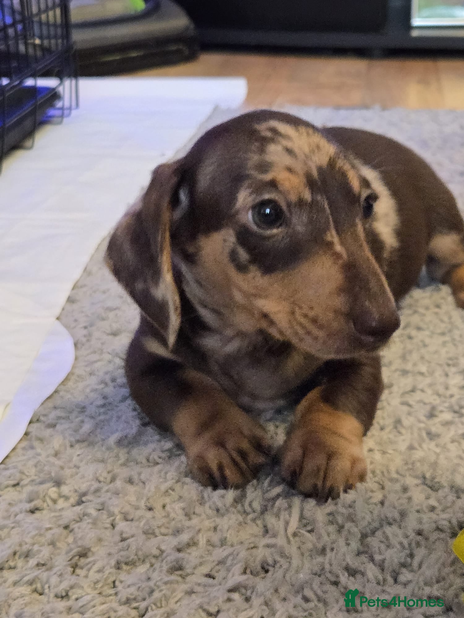 Dachshund dogs  Dachshund beautiful babies (1 boy left) - Advert 1