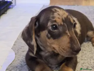 Dachshund dogs Dachshund beautiful babies (1 boy left) - Advert 1