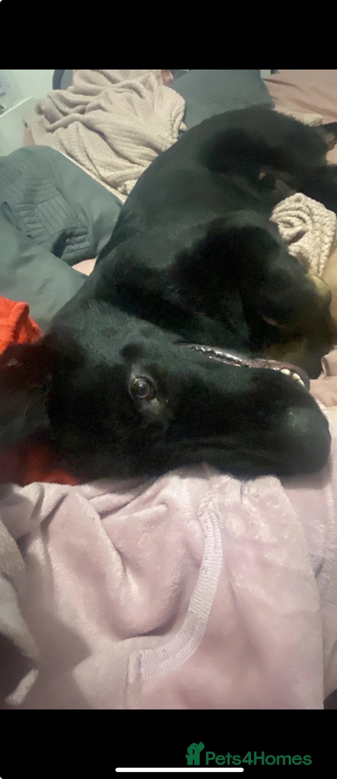 German Shepherd dogs for sale: Male German Shepard  - Advert 3