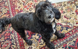 Cockapoo dogs for stud: PROVEN F1 Cockapoo STUD in Canterbury - Image 9