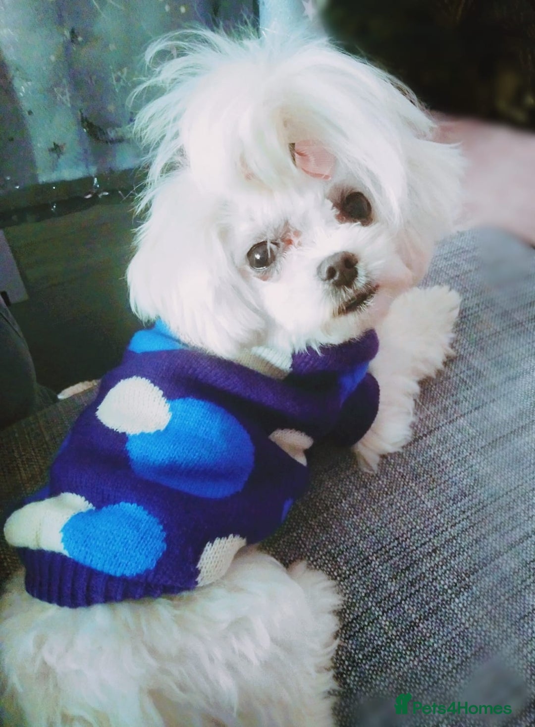 Maltese dogs for sale: 💔 Loving Home Needed for Molly 💔 - Advert 2