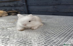 Lionhead rabbits for sale: lionhead bunnies  - Image 14