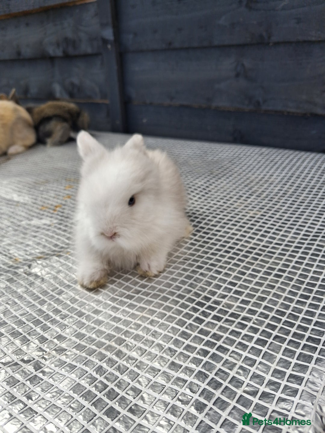 Lionhead rabbits for sale: lionhead bunnies  - Image 14
